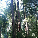 Coastal redwoods