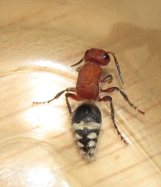 Velvet ant (female) Project Noah