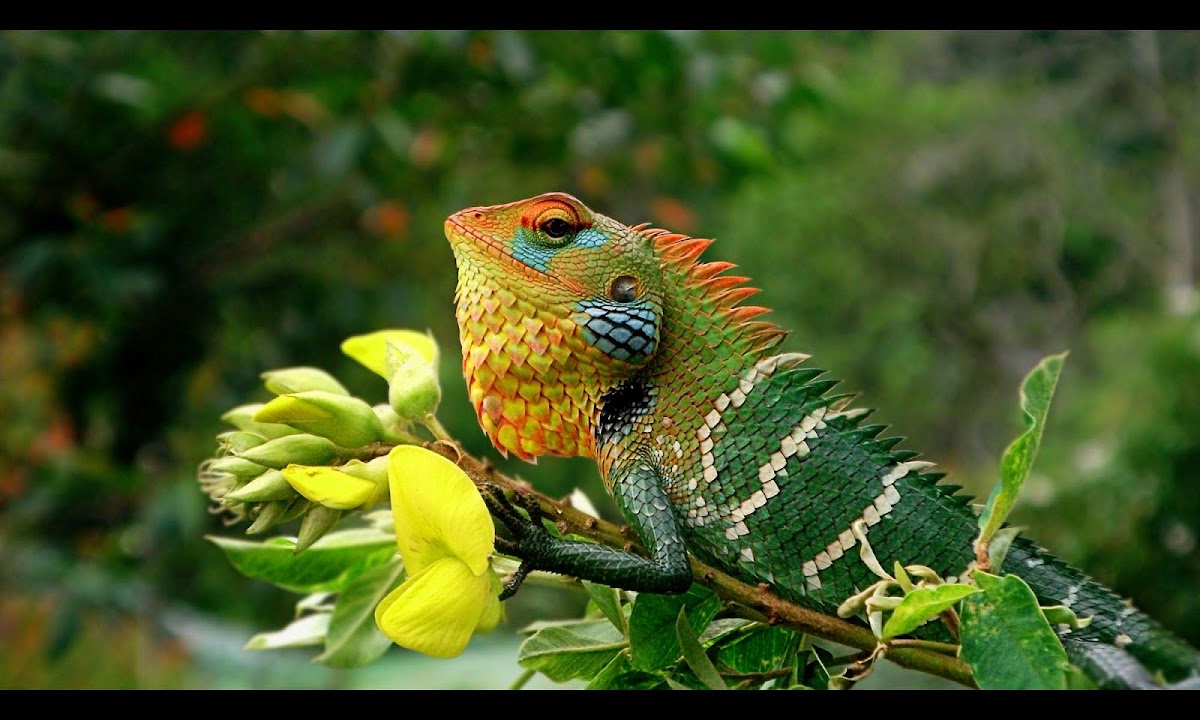 Common Green Forest Lizard Project Noah