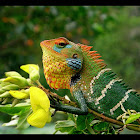 Common Green Forest Lizard