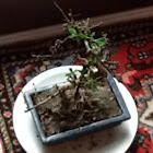 Bonsai