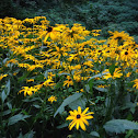 Black eye susan