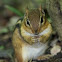 Chipmonk 