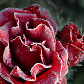 Frozen Rose by Kirsten Morse - Nature Up Close Flowers ( rose, macro, red, frost, flower )