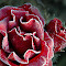DSC_0540_edited-3.jpg