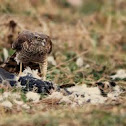 Accipiter nisus