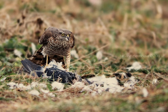 Spotting Image 1