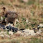 Accipiter nisus