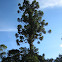 Araucária Tree