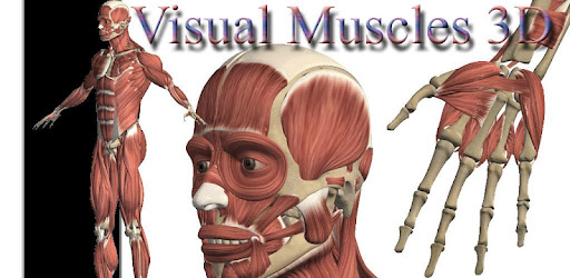Visual Muscles 3D -  apk apps