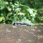 Walnut Caterpillar