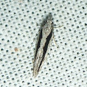 Micro-Lepidoptera