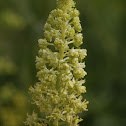 Cutleaf Mignonette, Gelbe Resede