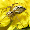 Striped Lynx Spider