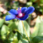 Pimpinela escarlata (forma azurea)