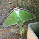 Luna moth