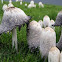 Shaggy Ink Cap