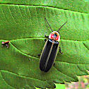 Pyralis Firefly (Lightning Bug)