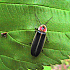 Pyralis Firefly (Lightning Bug)