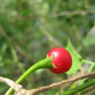 Turkey Berry