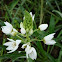 Star lily