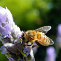 European Honey Bee