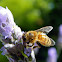 European Honey Bee