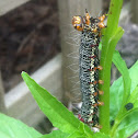 Grapevine moth