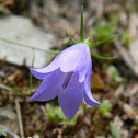 Scotch Bluebell
