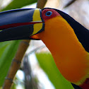 Channel-billed Toucan