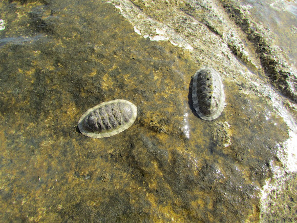 Spotting Image 1