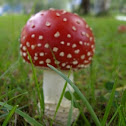 Fly agaric