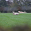 Cheviot Sheep