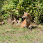 Red Fox