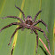Huntsman spider