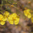 Broom Rose Bush