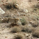 Asiatic cheetah