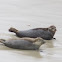 Harbor Seals