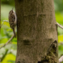 Treecreeper