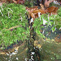 White coral fungus