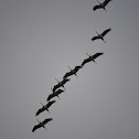 Common Cranes