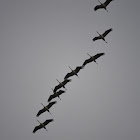 Common Cranes