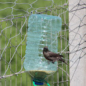 Shiny cowbird