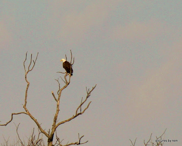Spotting Image 1