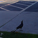 Great-tailed Grackle