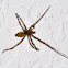 house spider