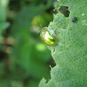 Escarabajo tortuga