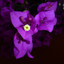 Bougainvillea