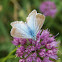 Silver-studded Blue