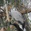 African Harrier Hawk